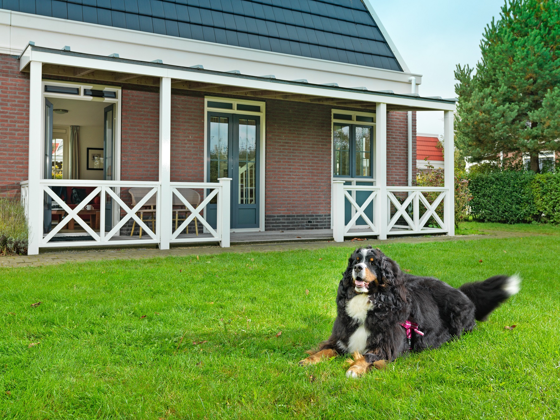 alias evenwichtig Fobie Vakantie met hond omheinde tuin - Vakantieparken Nederland