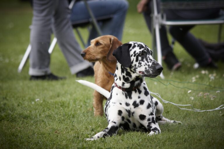 Vakantie met hond omheinde tuin Vakantieparken Nederland